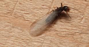 Flying / Swarming Termites