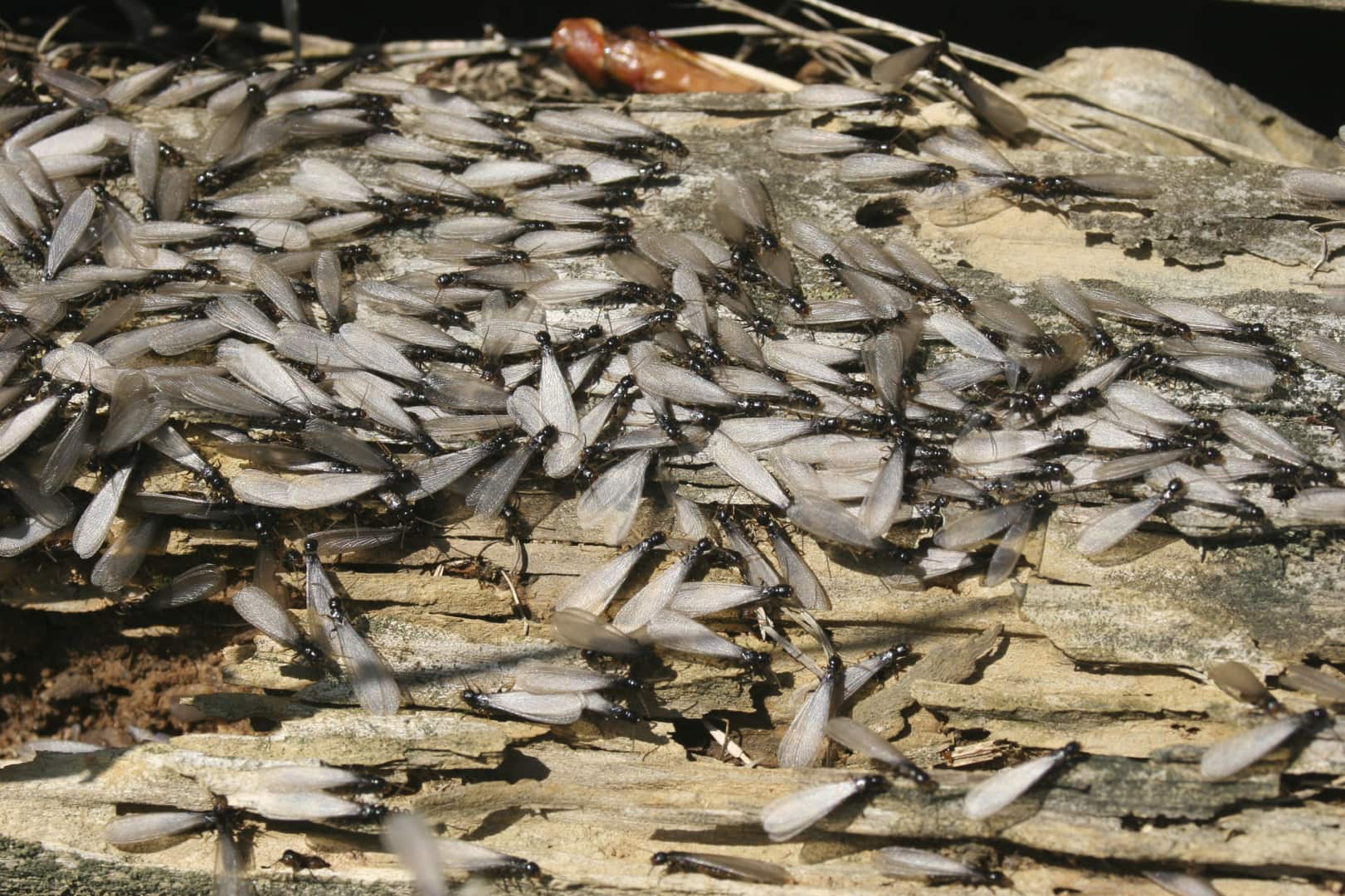 Swarming Termite