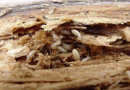 Termite in wood