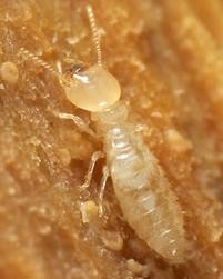 Termite Damage Repair