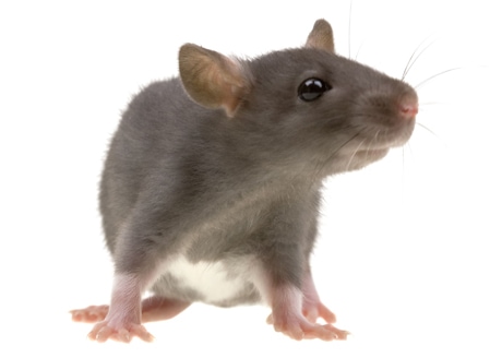 Rodent pest control