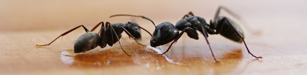 ant control service virginia