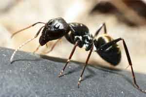 Black Ant