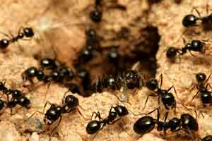 Ant Pest Control Chesapeake