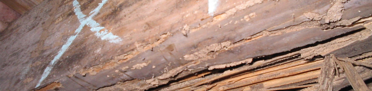 Termite Damage Repair