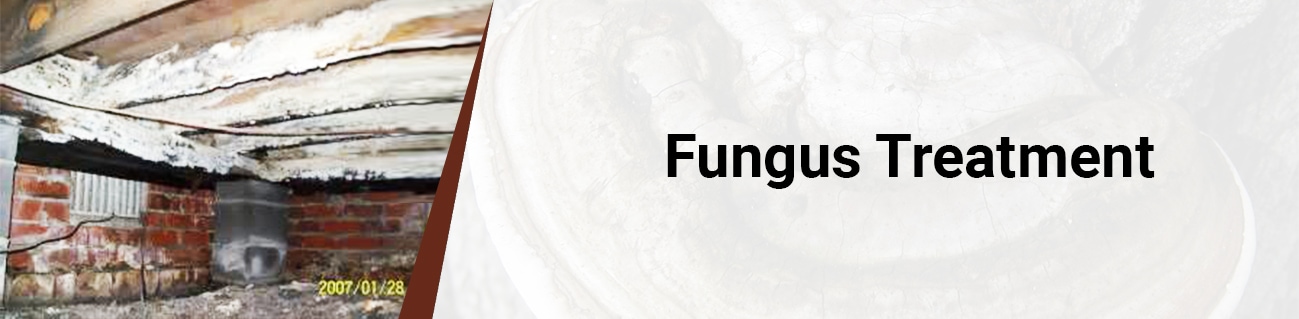 wood fungus treatment Virginia Beach