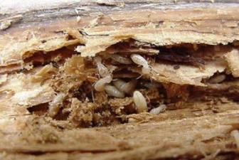 Termite Companies Virginia Beach