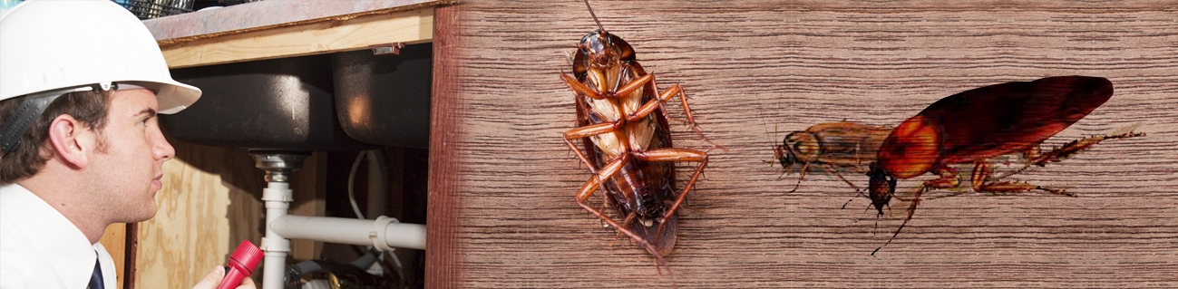 Roach Control Virginia Beach