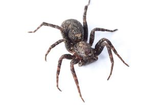 Spider Pest Control Virginia Beach