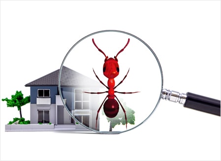 Pest Control | Termite Control