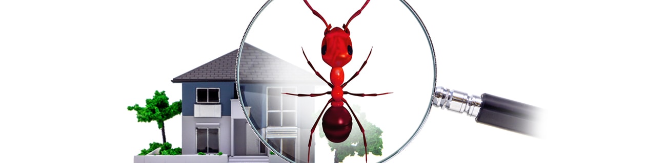 bed bug pest control