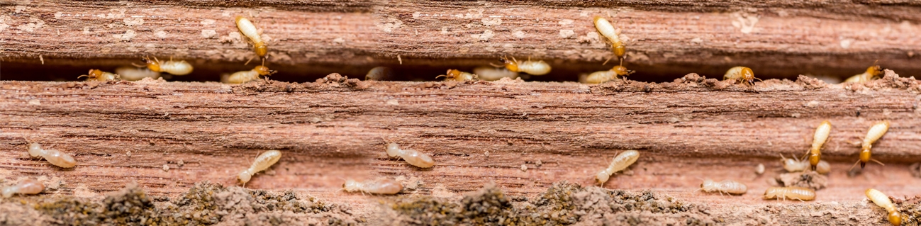 termite control
