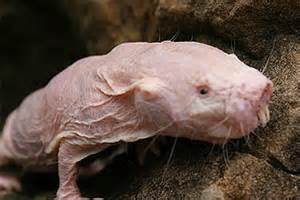 Naked Mole Rat