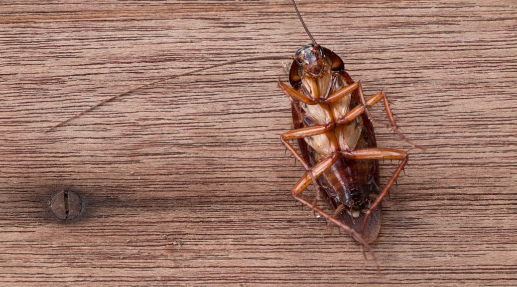 Roach pest control virginia beach Home Pest Control