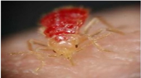 bed bugs control services