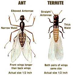 termite or ant
