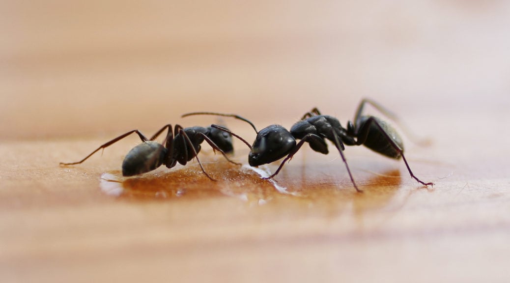 Emergency ant treatments