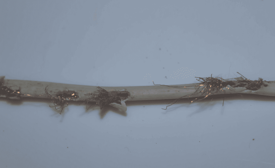 wired chewed by rodent