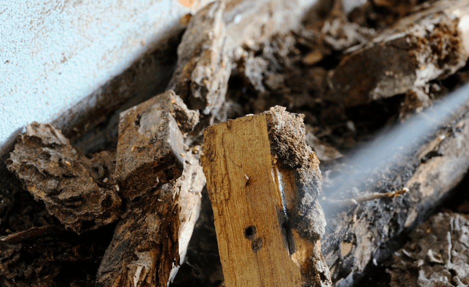 termite damage house va