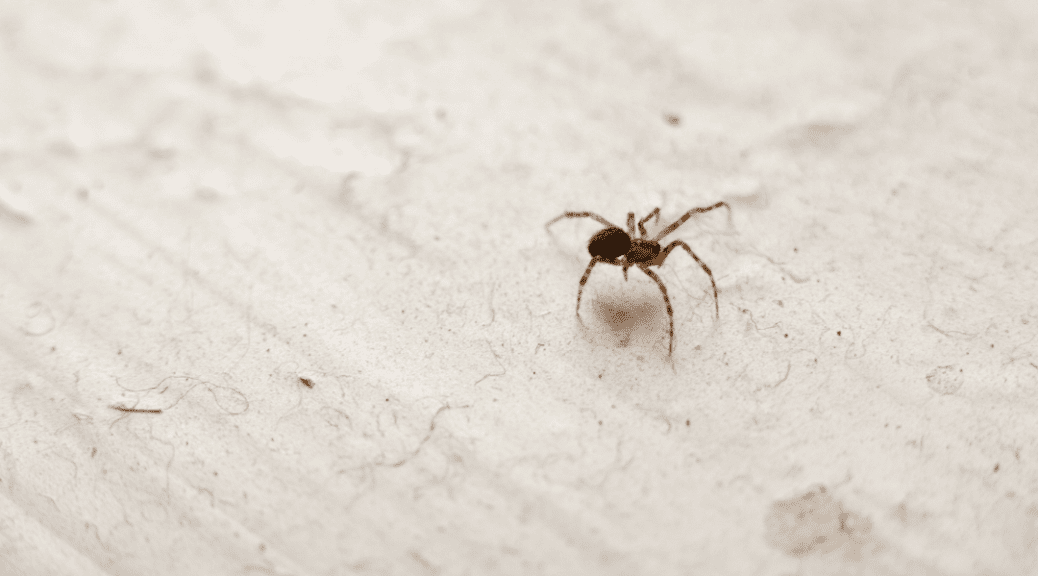 spider control virginia beach