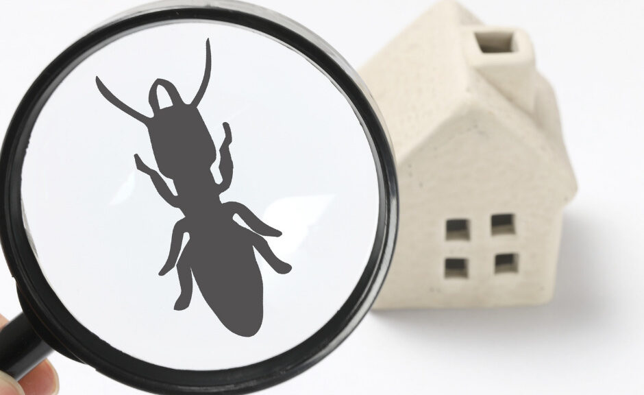 Pest Control Tips 101