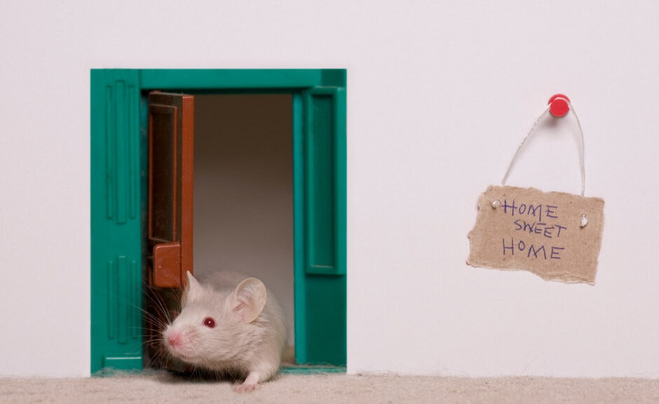 mouse prevention 101