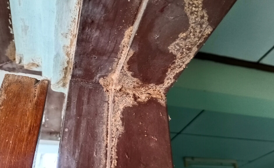 termite prevention 101