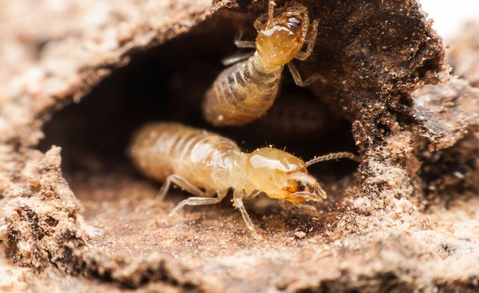 types of termites