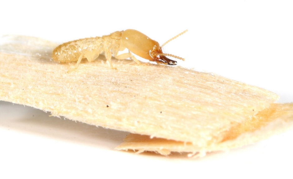 types of termites