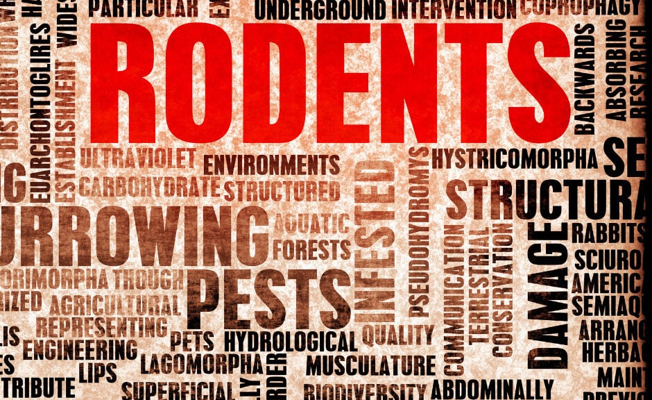 How to Prevent Rodents from Entering My Home During Fall (1)