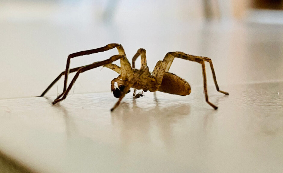 spider pest control virginia