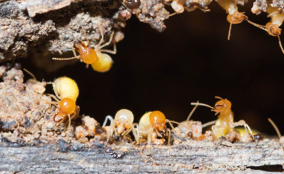 get rid of termites virginia beach