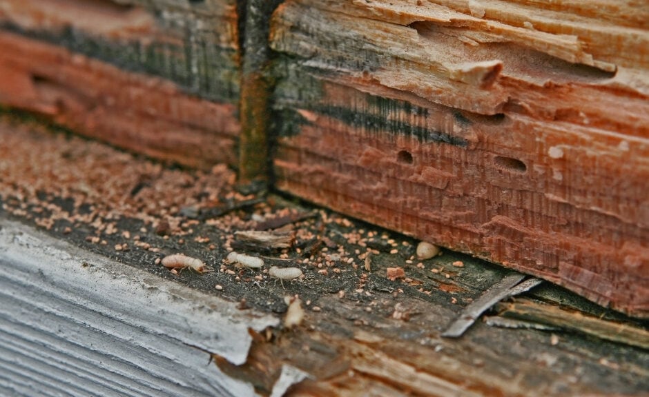 get rid of termites virginia beach