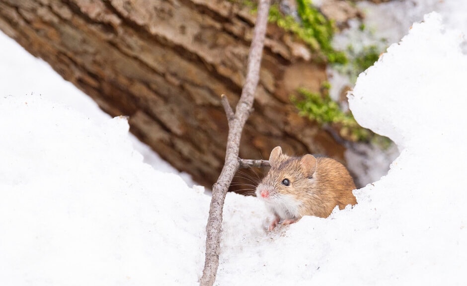 winter mouse