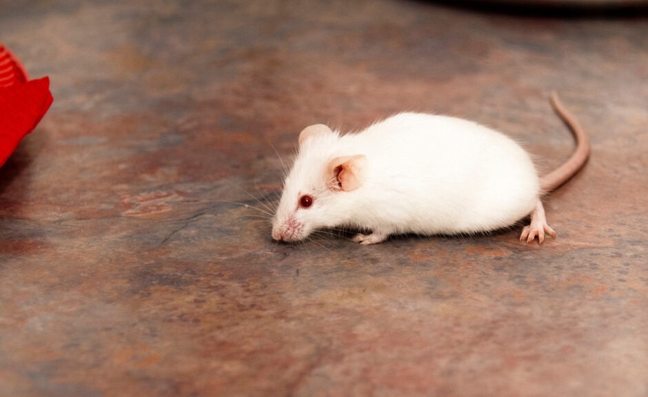 How to Get Rid of Mice