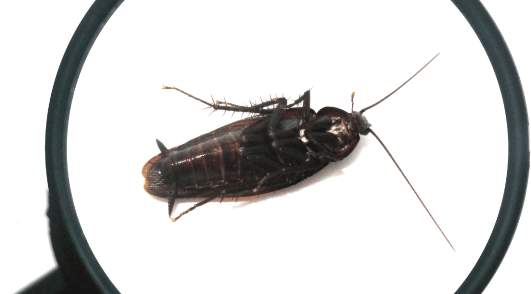 pest control virginia