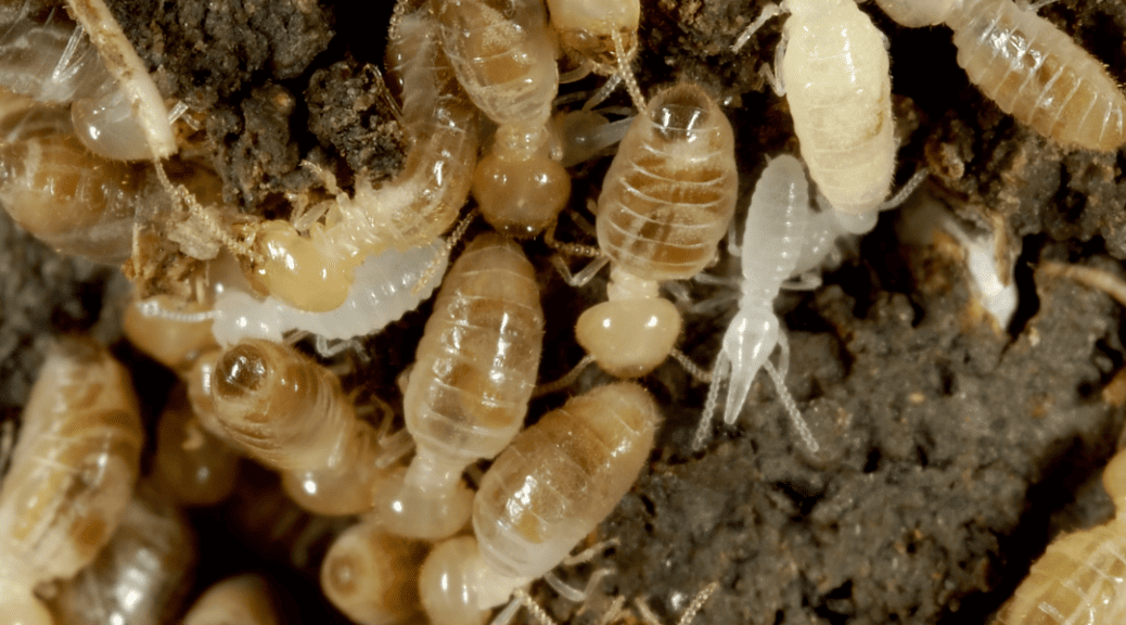 subterranian termites