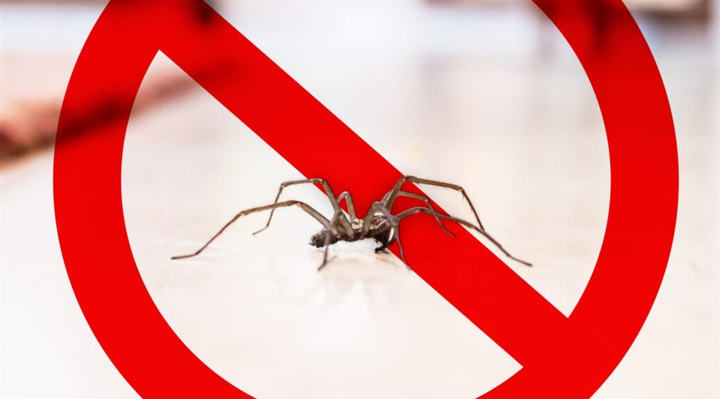 Hiring a Professional Spider Exterminator