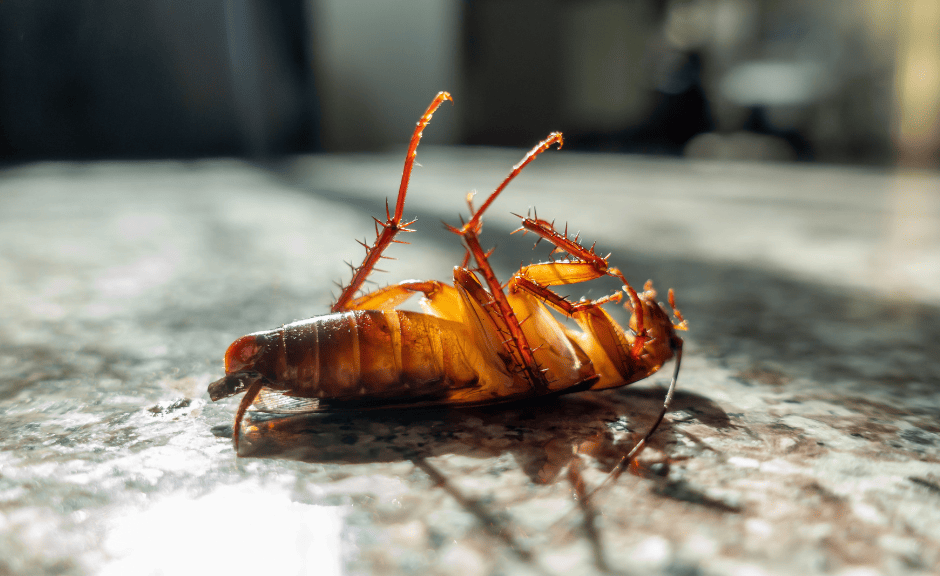 pest control company in virginia