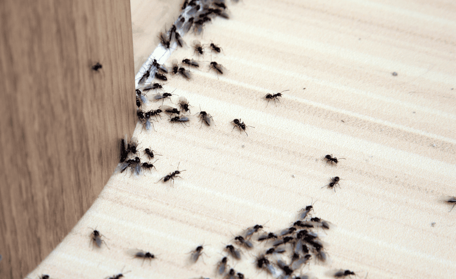 ant control in Virginia.