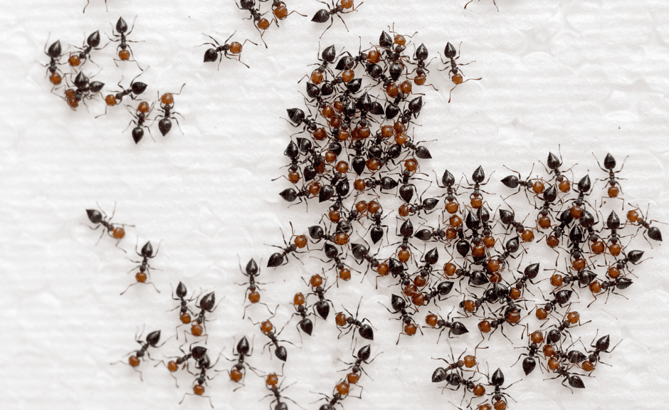 ant infestation home virginia