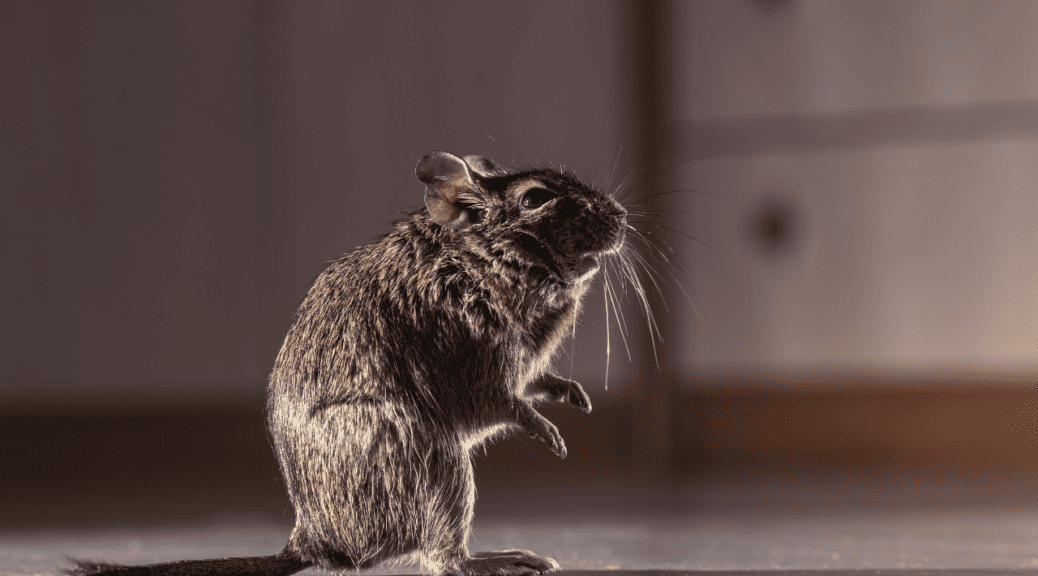 Rodent Rundown: Understanding and Managing cc