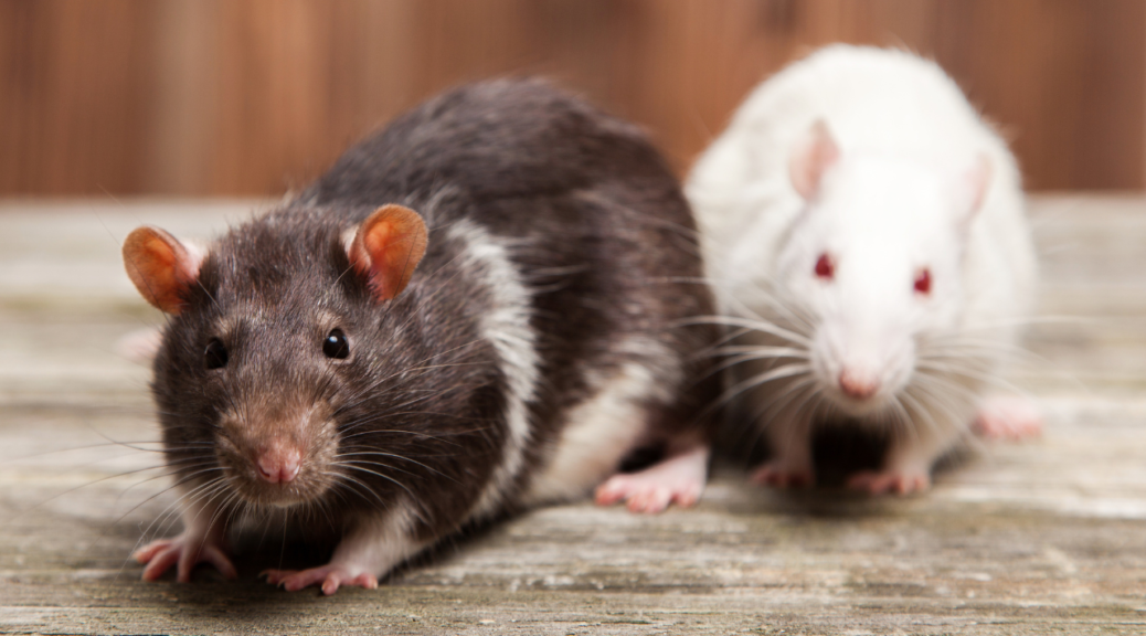 The Sneaky Routes How Rats Find Their Way Inside Your Home