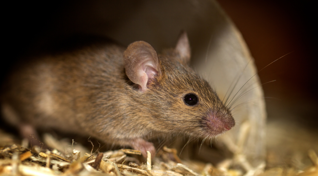 Mouse Invasion: Understanding Common Entry Points in Your Home